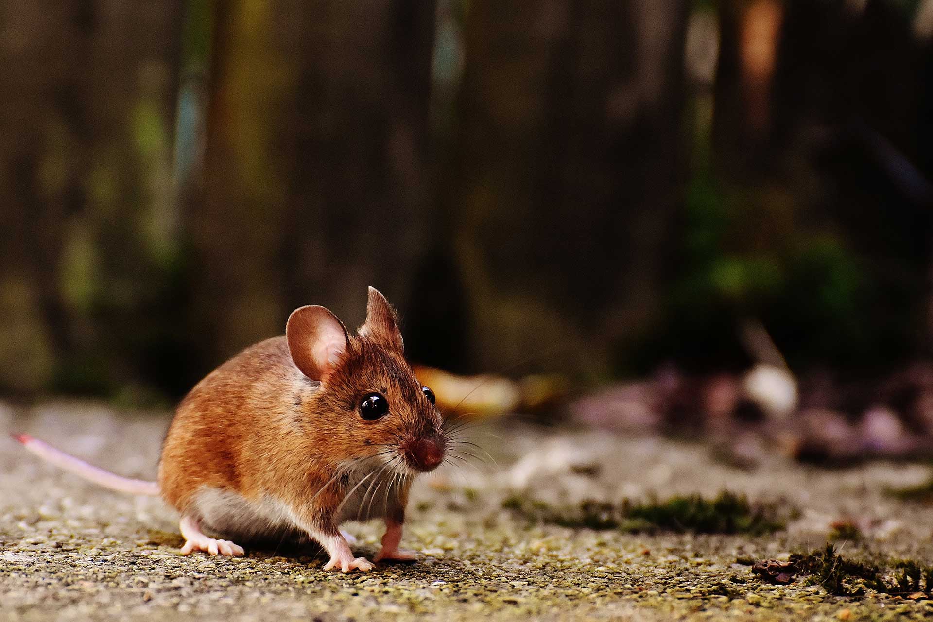 Quelles différences entre un rat et une souris ?